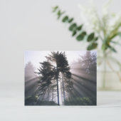 アメリカ,ワシントン,オリンピック国立公園,朝 ポストカード (スタンド正面)