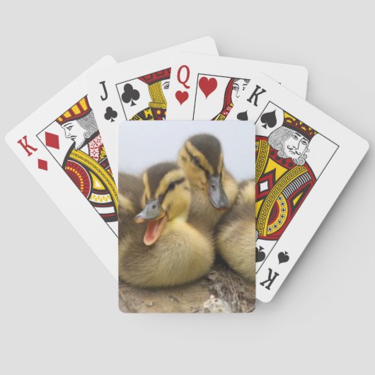 アメリカ、ワシントン、シアトル、ワシントン湖 トランプ (裏面)