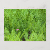 アメリカ、ワシントン、シアトル、ワシントン・パーク ポストカード (正面)