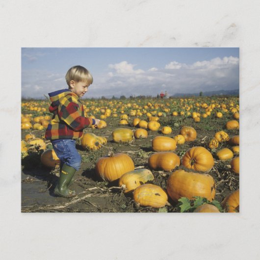 アメリカ、ワシントン、スノホミシュ。小さな男の子 ポストカード (正面)