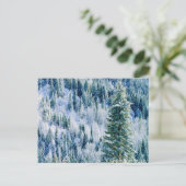 アメリカ，ワシントン，スポケーン山州公園，《植物》アスペン ポストカード (スタンド正面)