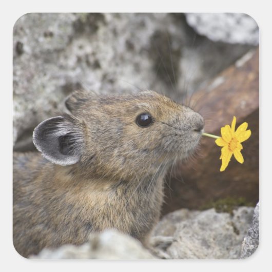 アメリカ、ワシントン、ノース・カスカデス国立公園、 スクエアシール (正面)