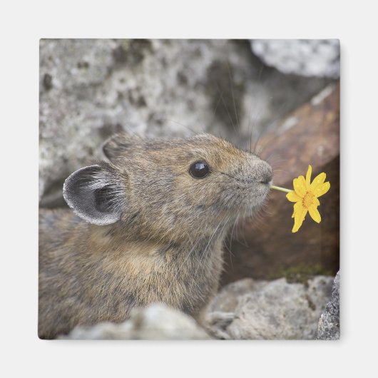 アメリカ、ワシントン、ノース・カスカデス国立公園、 マグネット (正面)