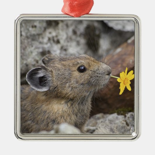 アメリカ、ワシントン、ノース・カスカデス国立公園、 メタルオーナメント (正面)