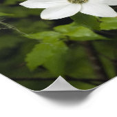 アメリカ、ワシントン、パシフィックドッグウッド、コーヌス ポスター (角)