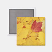 アメリカ、ワシントン、フィンチ・アルボレトゥム、赤と マグネット (正面/裏面)