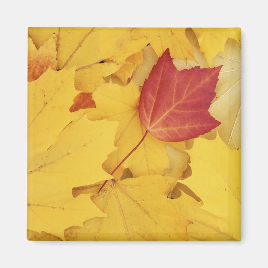 アメリカ、ワシントン、フィンチ・アルボレトゥム、赤と マグネット (正面)