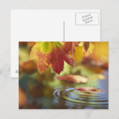 アメリカ、ワシントン、ベリンガム、秋のクローズアップ ポストカード (正面/裏面)