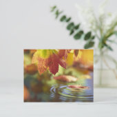 アメリカ、ワシントン、ベリンガム、秋のクローズアップ ポストカード (スタンド正面)