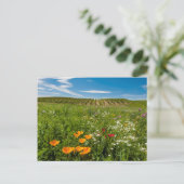 アメリカ、ワシントン、ワラ・ワラ。野生の花 ポストカード (スタンド正面)