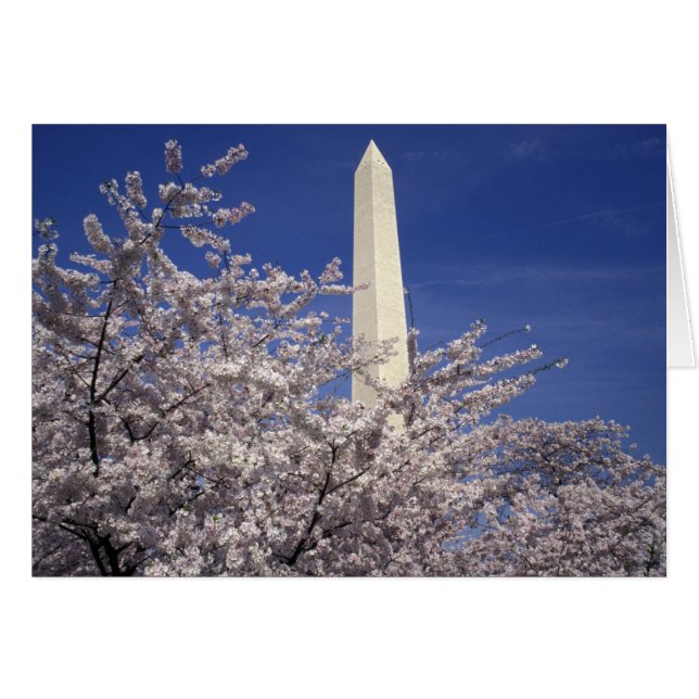 アメリカ ワシントンD.C. 桜祭りと (正面横)