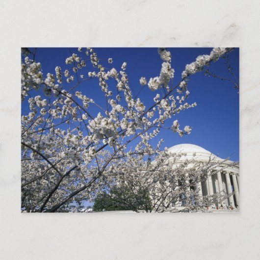 アメリカ、ワシントンD.C. 桜祭りと2 ポストカード (正面)