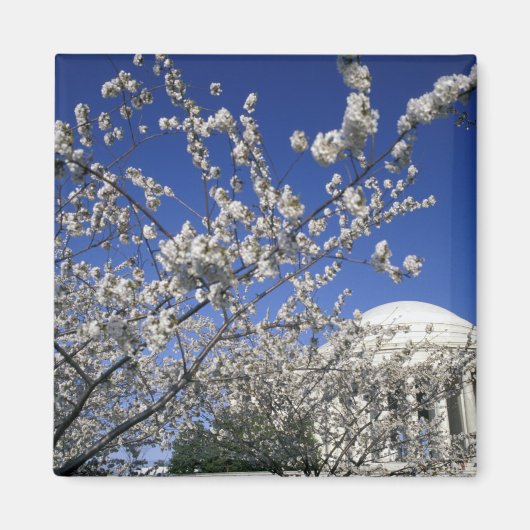 アメリカ、ワシントンD.C. 桜祭りと2 マグネット (正面)