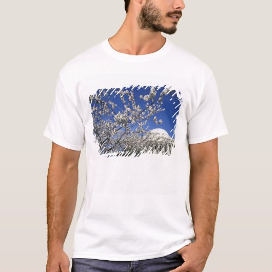 アメリカ、ワシントンD.C.、桜祭りと2 Tシャツ (正面)