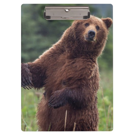 アメリカ、南東アラスカ、ブラウンベアとカブ クリップボード (正面)