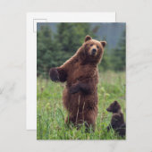 アメリカ、南東アラスカ、ブラウンベアとカブ ポストカード (正面/裏面)