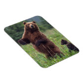 アメリカ、南東アラスカ、ブラウンベアとカブ マグネット (右側)