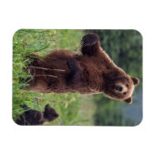 アメリカ、南東アラスカ、ブラウンベアとカブ マグネット (横)