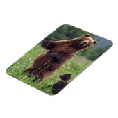 アメリカ、南東アラスカ、ブラウンベアとカブ マグネット (左側)