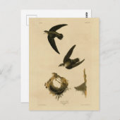 アメリカ（煙突）スウィフトオードゥボン ポストカード (正面/裏面)