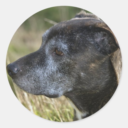 アメリカ（犬）スタッフォードテリアステッカー ラウンドシール (正面)