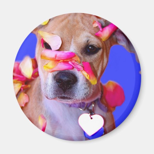 アメリカ(犬)スタッフォードテリアボクサーミックスパピードッグ マグネット (正面)