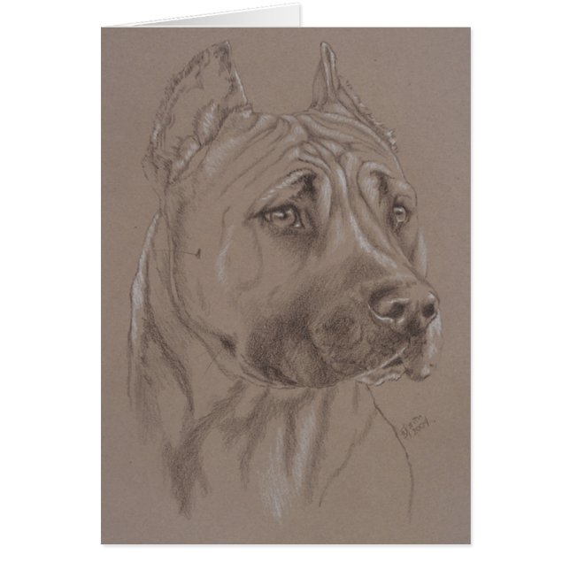 アメリカ（犬）スタッフォードテリア (正面)