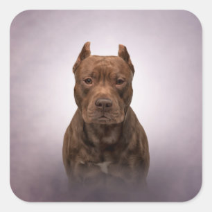 アメリカ(犬)スタッフォードテリア スクエアシール