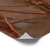 アメリカ(鳥)ショウジョウコウカンチョウ ポスター (角)