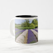 アメリカ, WA,セキム,パープルヘイズラベンダーファーム ツートーンマグカップ (正面左)