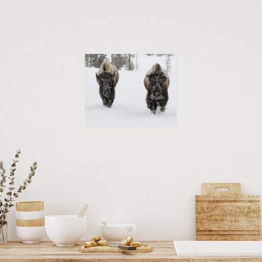 アメリカ、WY、イエローストーンNP、アメリカのバイソン(Bison) ポスター (キッチン)