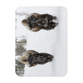 アメリカ、WY、イエローストーンNP、アメリカのバイソン(Bison) マグネット (縦)