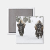 アメリカ、WY、イエローストーンNP、アメリカのバイソン(Bison) マグネット (正面/裏面)