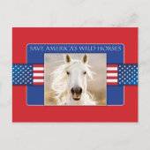 アメリ救アの野生の馬のポストカード ポストカード (正面)