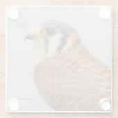 アメリ素晴らしンケストレルスパルロワーク《鳥》ハヤブサ ガラスコースター (裏面)