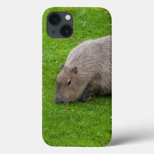 アメージングアニマルカピバラ Case-Mate iPhoneケース (裏面)