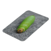 アメージングキャタピラ – アンテアポリフェムス マグネット (左側)