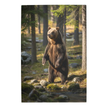 アメージングベア写真