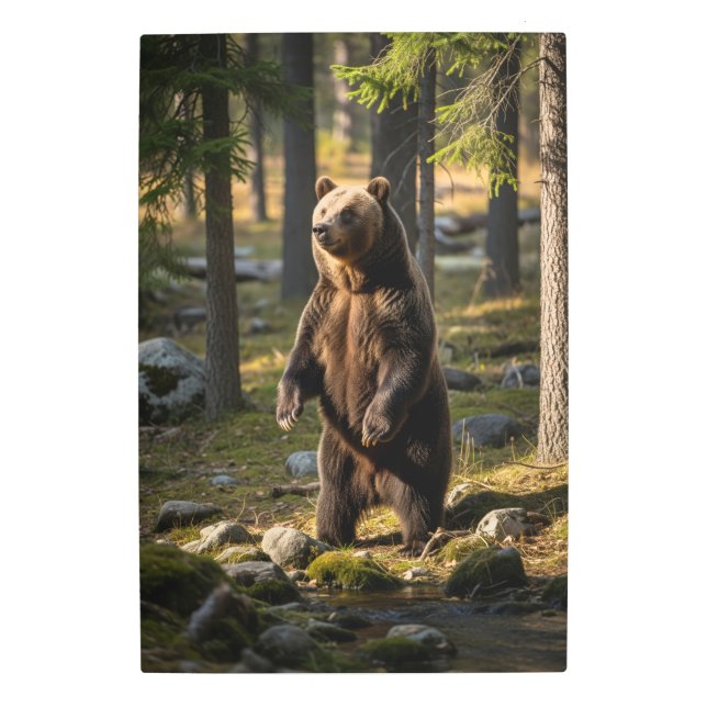 アメージングベア写真 メタルプリント (正面)