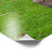 アメージング・アニマルキャピバラ フォトプリント            (角)