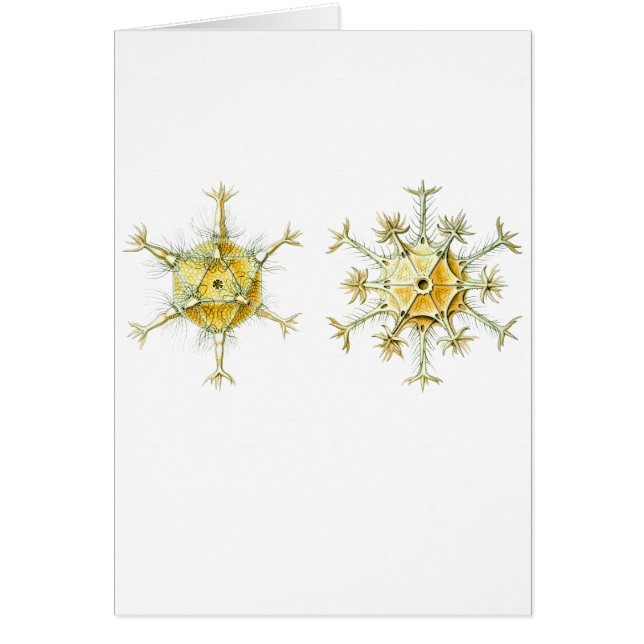 アメーバのようなProtozoans (正面)