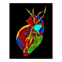 アメーバ・ミンクス：すべてのフリル
