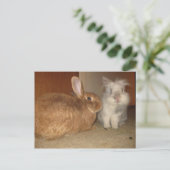 アモア ポストカード (スタンド正面)