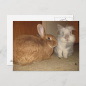 アモア ポストカード (正面/裏面)