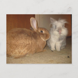 アモア ポストカード