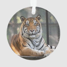 アモル- オーナメント