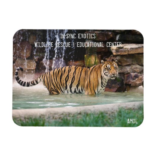 アモル- マグネット (横)