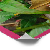 アモールファティ ポスター (角)