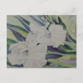 アヤメのポストカード ポストカード (正面)