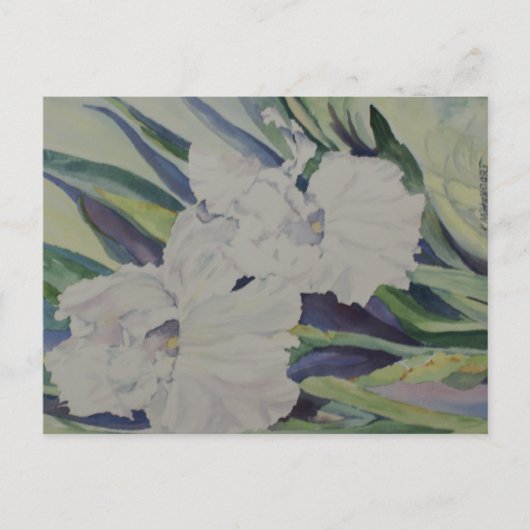 アヤメのポストカード ポストカード (正面)